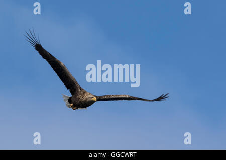 White-tailed eagle en vol Banque D'Images