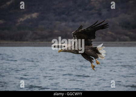 White-tailed eagle prépare à snatch le poisson de loch Banque D'Images