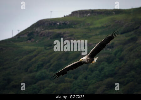 White-tailed eagle flying en face de montagne en toile de fond Banque D'Images