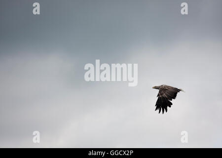 White-tailed eagle flying droite à gauche Banque D'Images