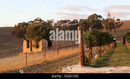 Une rangée de vignes à Gaia vignoble de Jeffrey Grosset Wines, Clare Valley, Australie Banque D'Images