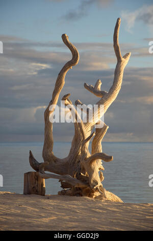 Géographie / billet, les Seychelles, l'Île Amirante, Desroches Island, mer, plage, Additional-Rights Clearance-Info, racine--Not-Available Banque D'Images