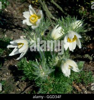 Pulsatilla vulgaris - 'Alba' AGM ALP033041 Banque D'Images