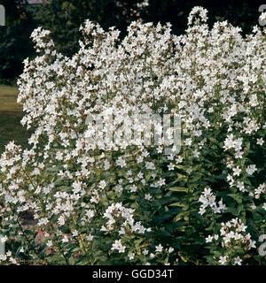 - Campanula lactiflora 'Alba' AGM ALP034611 Banque D'Images