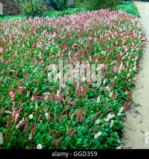 Persicaria affinis - 'Donald Lowndes' - (Polygonum affine, 'Donald Syn Lowndes') ALP036942 Phot Banque D'Images