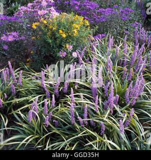 Linum perenne- lin Vivace - ALP038565 /Pho' Banque D'Images