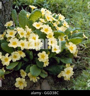 Primula vulgaris - AGA Primroses ALP059702 Banque D'Images