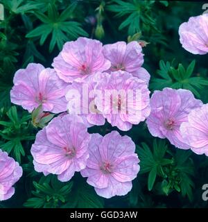 Geranium sanguineum - var. striatum AGM ALP089806 Banque D'Images