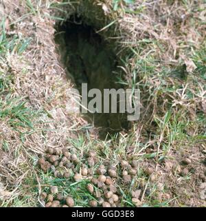 Dommages occasionnés par les animaux - Trou de lapin ANI067906 Banque D'Images