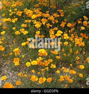 Eschscholzia californica Pavot de californie - ANN019802 Banque D'Images