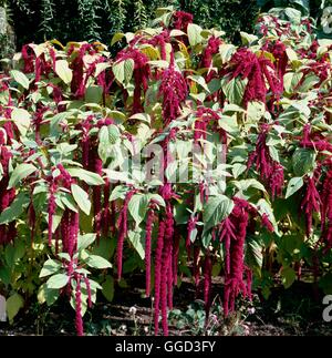 Amaranthus caudatus - Love-Lies-Purge ''Fleur de velours''' ANN021408 /' Banque D'Images