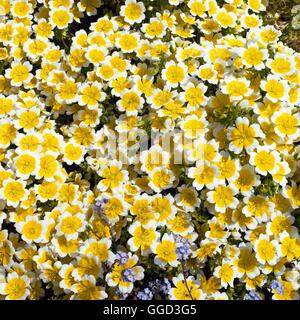 Limnanthes douglasii ANN023942 Banque D'Images