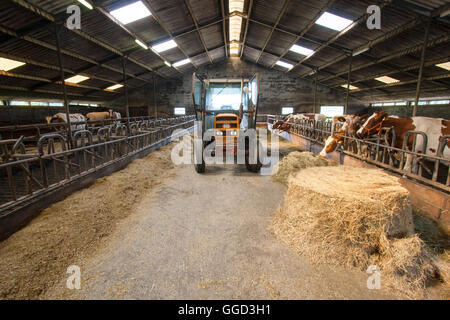 Les vaches et le tracteur à l'intérieur d'une grange de ferme Banque D'Images