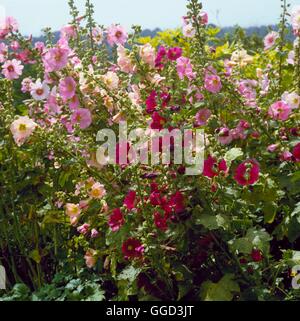 Roses trémières - mixte (Alcea rosea) ANN044601 Banque D'Images