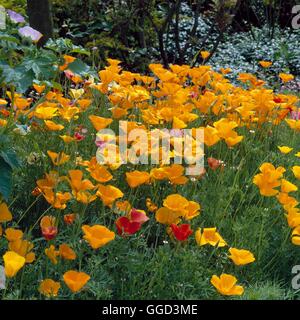 Eschscholzia californica - "mission Bells' ANN049489 Banque D'Images