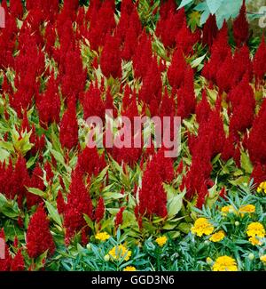 - Celosia argentea plumosa 'groupe' avaria ANN052264 Banque D'Images