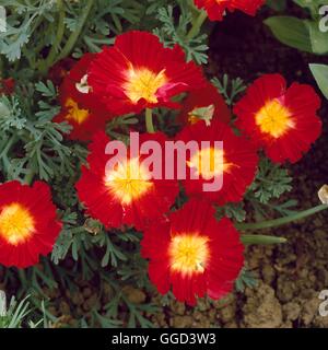 Eschscholzia - 'alli' ANN078268 Banque D'Images