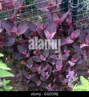 Atriplex hortensis - 'Rubra' - Rouge Orach ANN082785 Banque D'Images