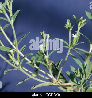 Le Stevia rebaudiana ANN098553 Banque D'Images