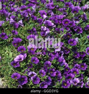 Calibrachoa - 'Million Bells Trailing Blue' - (Syn. Petunia 'Million Bells Trailing Blue') ANN103350 Cre Obligatoire Banque D'Images