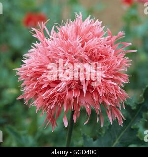 Papaver somniferum - flore pleno pivoine 'Venus' ANN104003 Banque D'Images