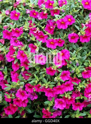 Calibrachoa 'Million Bells - Fuchsia Trailing' ANN109258 Banque D'Images