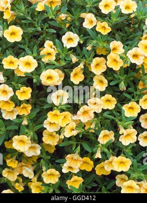 Calibrachoa - citron 'Million Bells' ANN109261 Banque D'Images