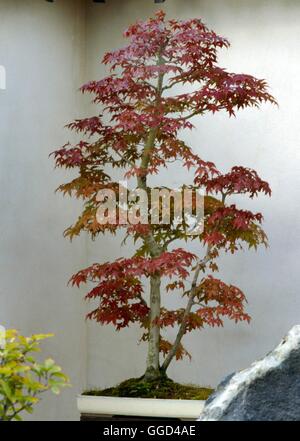 Bonsai - Acer palmatum 'Deshojo' (photos : Photos Hort/ Salmsbury Bonsai) BON011750 Phot Banque D'Images