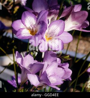 Le freesia x kewensis - 'Royal Crown Blue' (Syn F. x hybrida) V009421 /Phot Banque D'Images