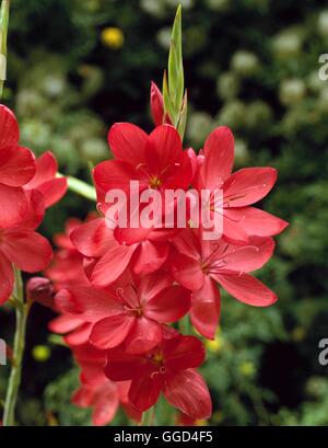 Schizostylis coccinea 'Major' - AGM - Syn (L.C. 'Grandiflora') v010435 / Banque D'Images