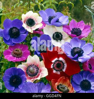 Anemone coronaria - Groupe de Caen V013699 Banque D'Images