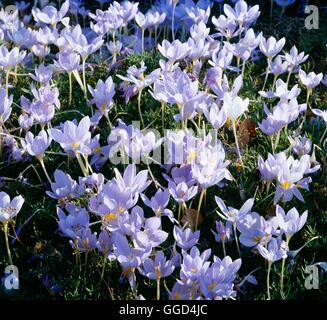 Crocus pulchellus - (octobre) V020705 Banque D'Images