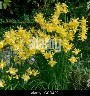 - Narcissus 'Hawera' AGM (Triandrus) V041919 Banque D'Images