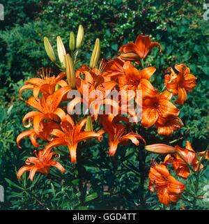 Lilium - 'Fire King' (l'Asiatique) V044996 Banque D'Images