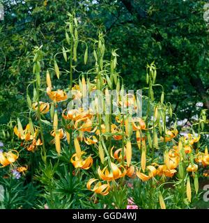 Les hybrides Lilium - Bellmaid V045102 Banque D'Images