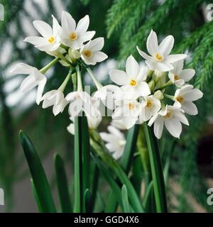 Narcissus papyraceus - (Syn N. 'Paper White') V045837 Banque D'Images