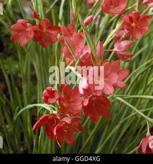 Schizostylis coccinea 'Major' - AGM - Syn (L.C. 'Grandiflora') v046369 / Banque D'Images