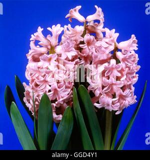 Hyacinthus orientalis - 'Anna Marie' AGM V049791 Banque D'Images