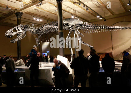 Das Feststellung des Tyrannus Rex Saurus Tristan 'Otto', Naturhistorisches Museum, Berlin. Banque D'Images