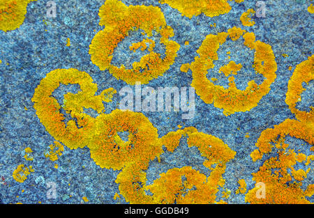 Anneaux de croissance des lichens orange jaune sur roche de granit Banque D'Images