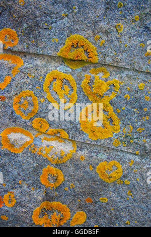 Anneaux de croissance des lichens orange jaune sur roche de granit, avec des trous de forage Banque D'Images