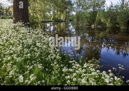 Cow parsley / cerfeuil sauvage (Anthriscus sylvestris) en fleurs le long d'une rivière au printemps Banque D'Images