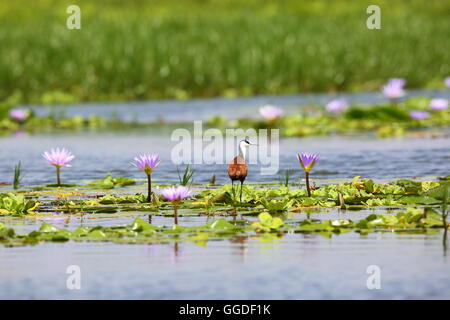 Jacana à poitrine dorée Actophilornis africanus (Afrique) dans des zones humides de Mabamba, Ouganda Banque D'Images