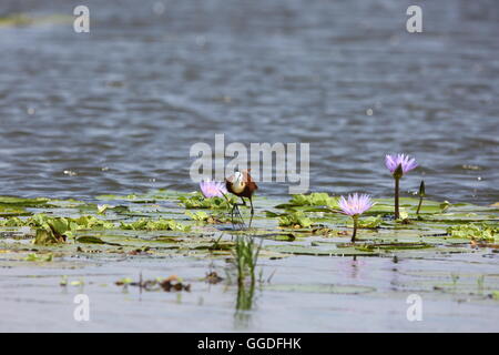 Jacana à poitrine dorée Actophilornis africanus (Afrique) dans des zones humides de Mabamba, Ouganda Banque D'Images