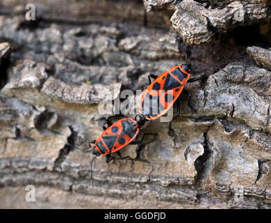 Feu rouge et noir Bugs (Pyrrhocoris Apteris) l'accouplement sur l'écorce de pin Banque D'Images