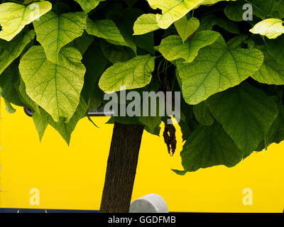 Grandes feuilles et fortement veinées de vert des arbres de rue contre le côté jaune de l'arrêt de bus urbain à Belgrade, Serbie Banque D'Images