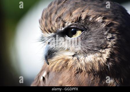 Morepork tachetée en profil, prises à Banbury, ROYAUME UNI Banque D'Images