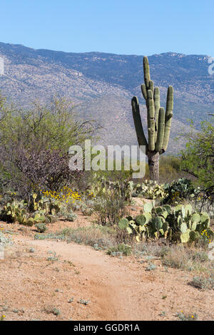 Le sentier de l'Arizona en passant par saguaro cactus, cactus, arbres et de mesquite. La vallée de Rincon, Arizona Banque D'Images