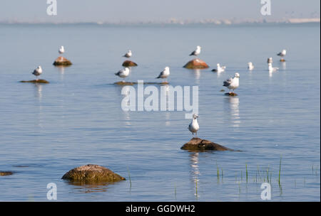 Mouettes assis sur les rochers dans la mer et se prélasser au soleil Banque D'Images