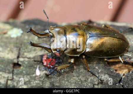 Golden stag beetle (Allotopus rosenbergi) dans l'île de Java, Indonésie Banque D'Images